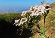 19 Fiore alla macro